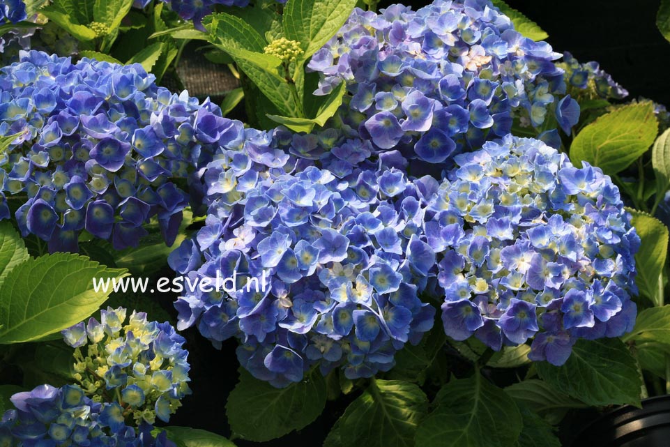 Hydrangea macrophylla 'Superbowl'