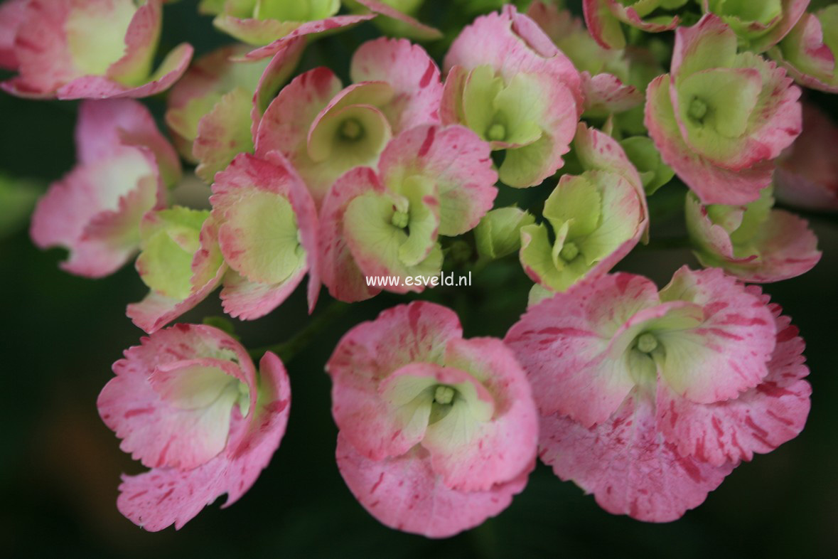 Hydrangea macrophylla 'Sweet Fantasy' (HOVARIA)