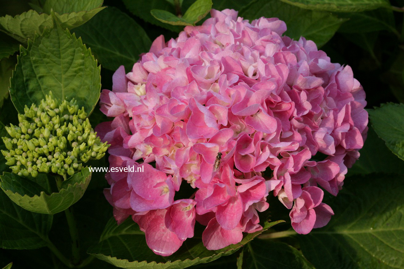 Hydrangea macrophylla 'Tegerfelden'