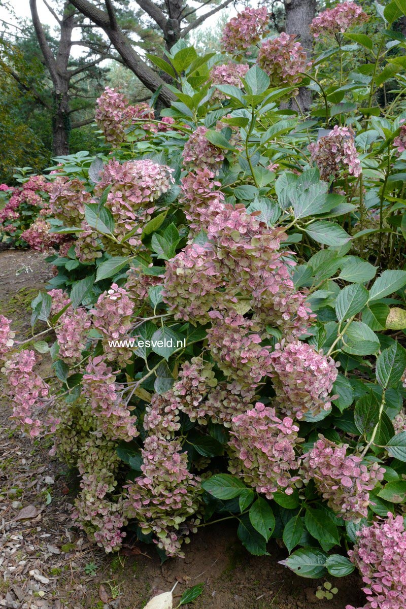 Hydrangea macrophylla 'Thelenn'