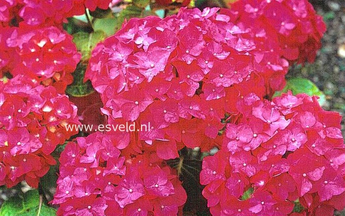 Hydrangea macrophylla 'T&ouml;di'