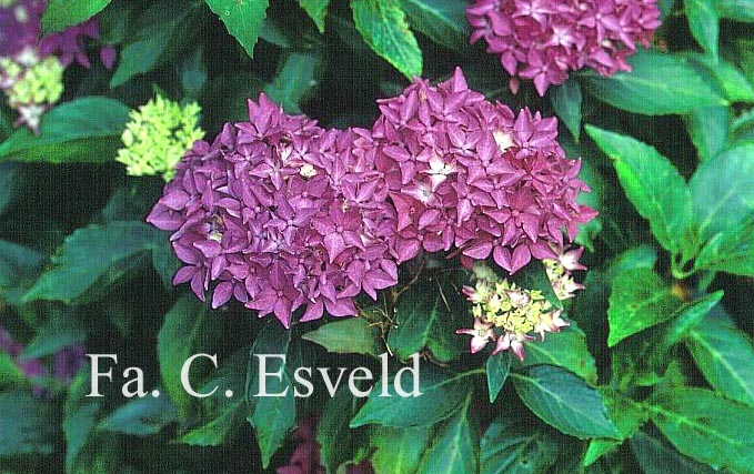 Hydrangea macrophylla 'Tovelit'