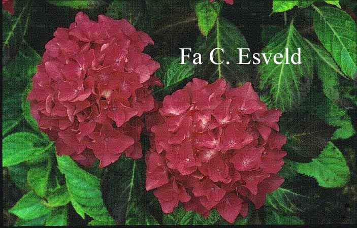 Hydrangea macrophylla 'Triumphant'