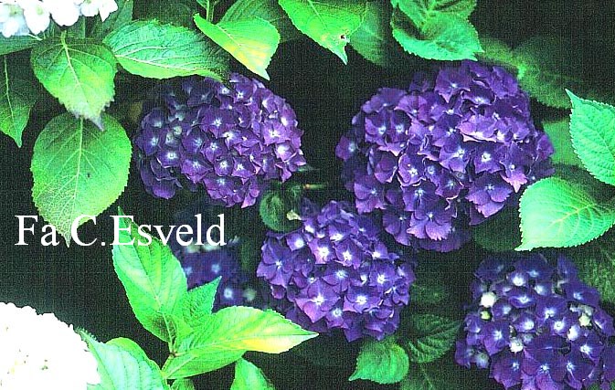 Hydrangea macrophylla 'Trophee'