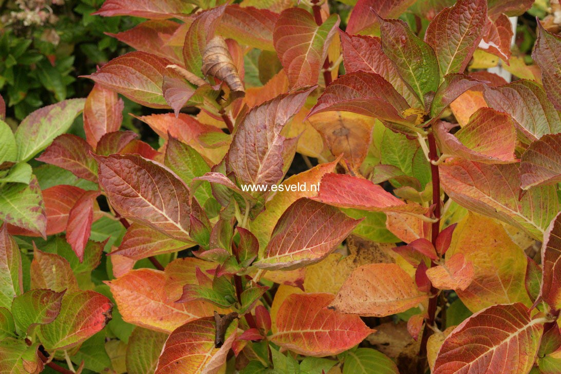 Hydrangea macrophylla 'Universal'