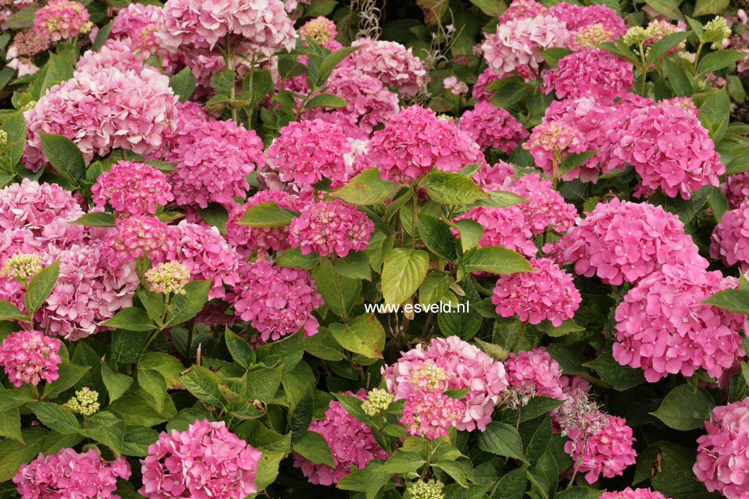 Hydrangea macrophylla 'Violetta'