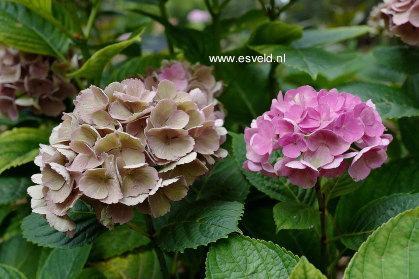 Hydrangea macrophylla 'Xian' (MAGICAL OPAL)