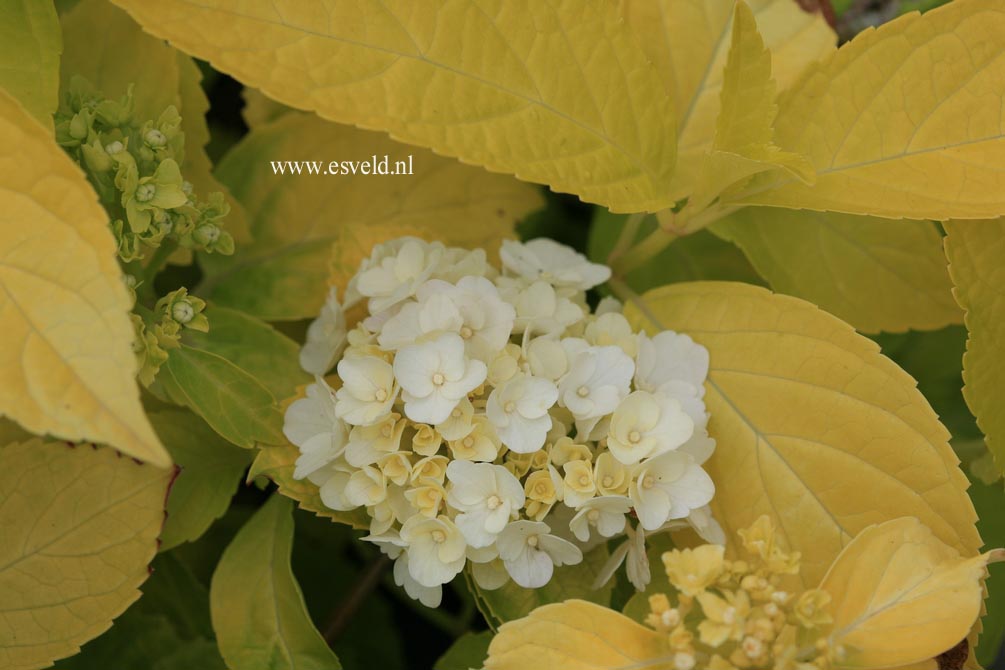 Hydrangea macrophylla 'Yofloma'