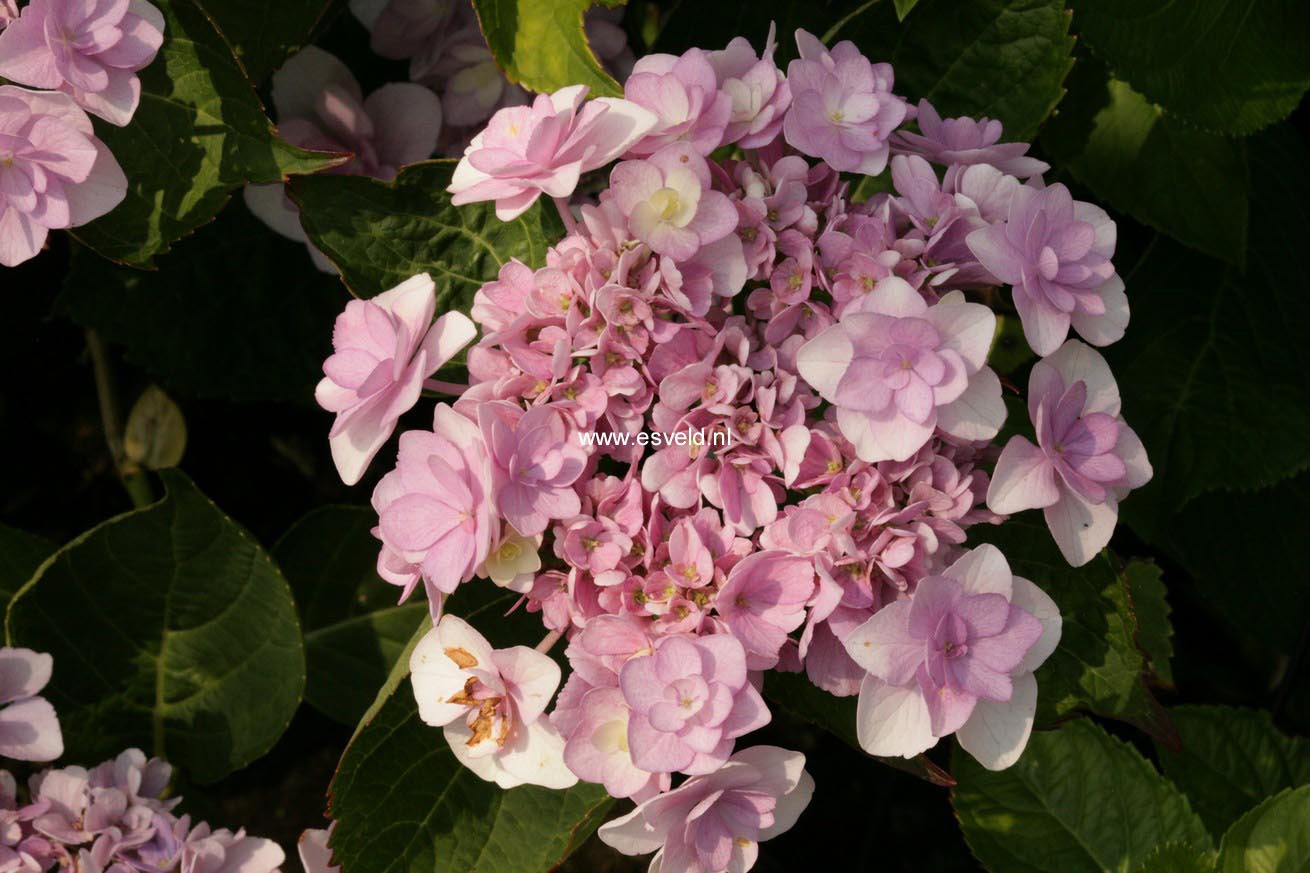 Hydrangea macrophylla 'Youmenine' (ROMANCE)