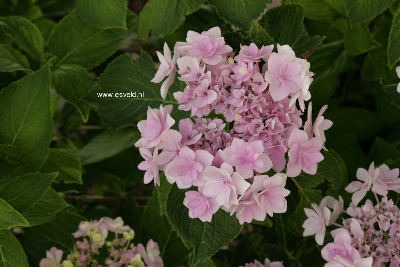 Hydrangea macrophylla 'Youmeone' (FOREVER)