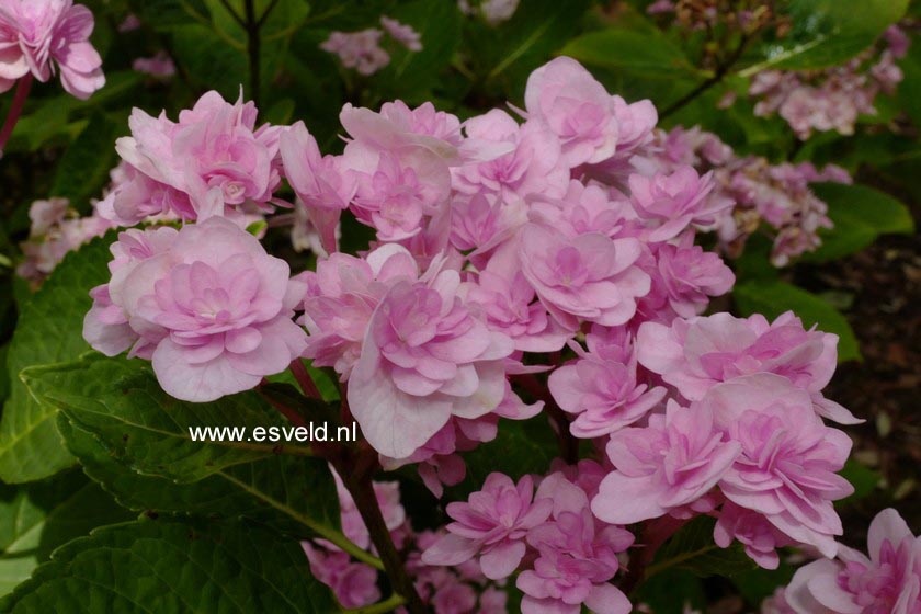 Hydrangea macrophylla 'Youmetwo' (ETERNITY)