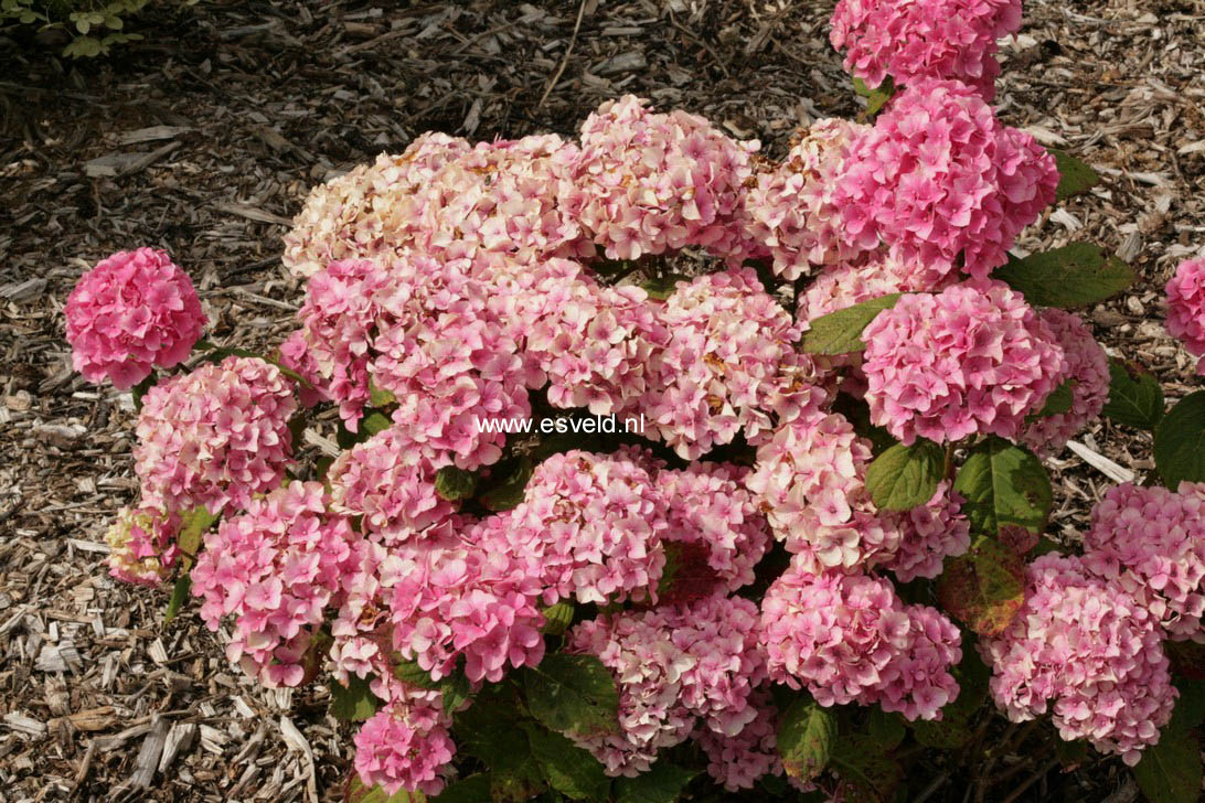 Hydrangea macrophylla 'Yvonne Cayeux'