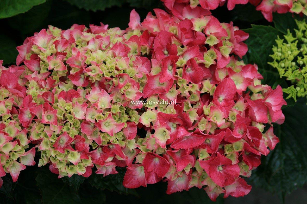Hydrangea macrophylla 'Zambia' (BLACK STEEL)