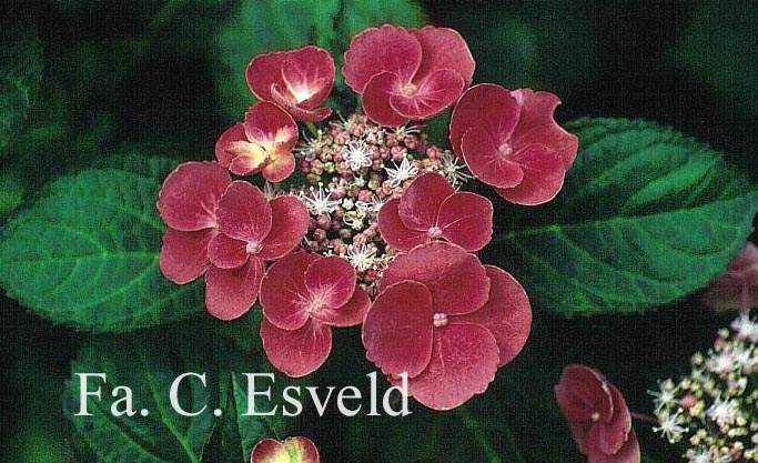 Hydrangea macrophylla 'Zaunkoenig'