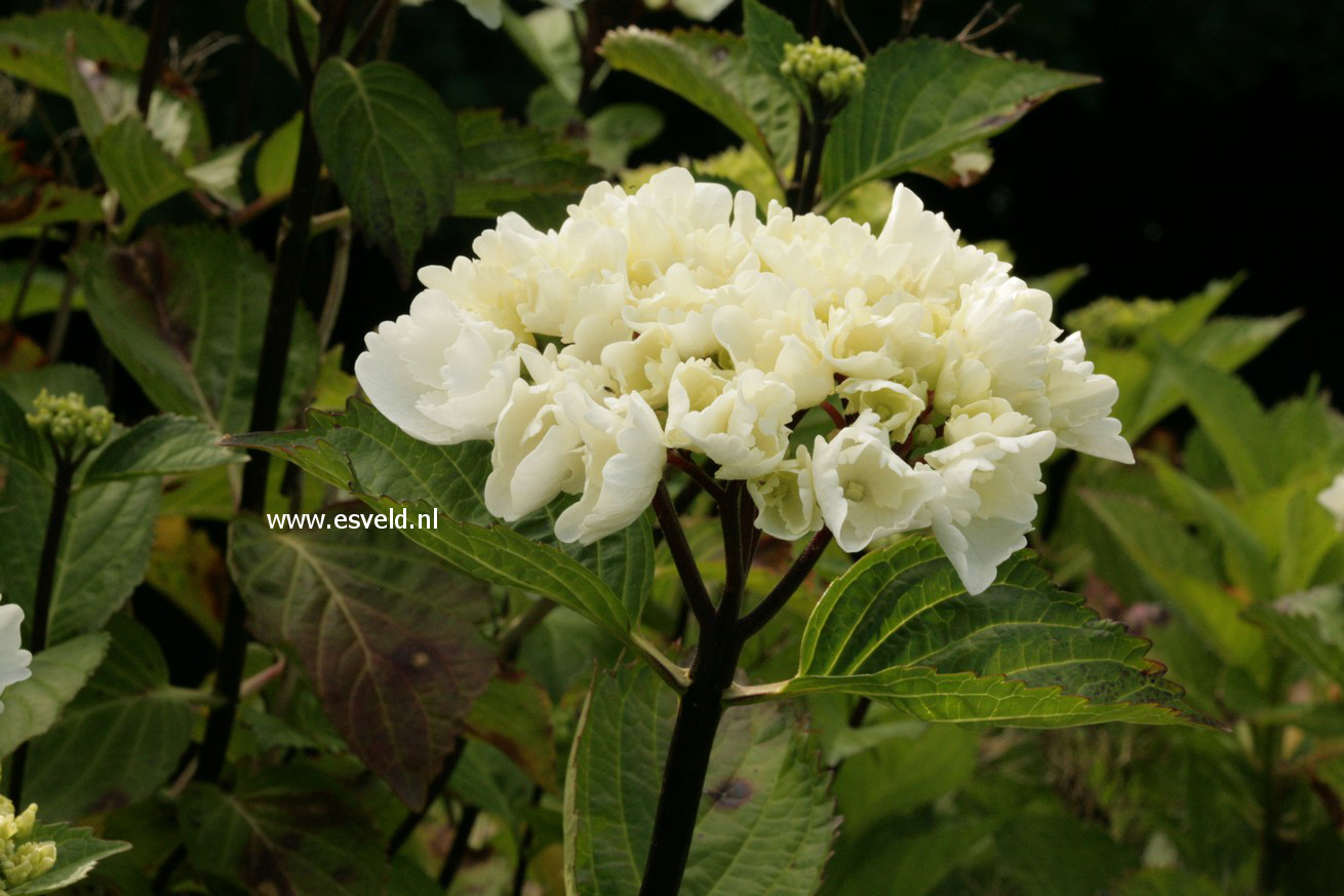 Hydrangea macrophylla 'Zebra' (BLACK STEEL)