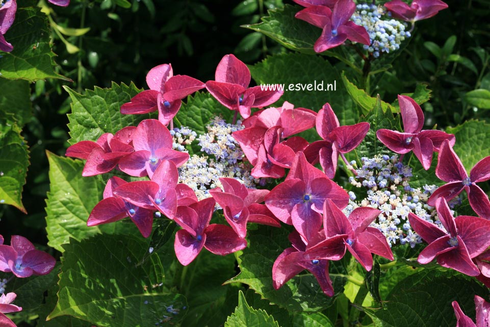 Hydrangea macrophylla 'Zeisig'
