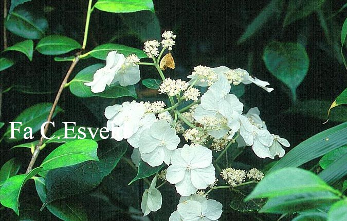 Hydrangea macrophylla subsp. stylosa