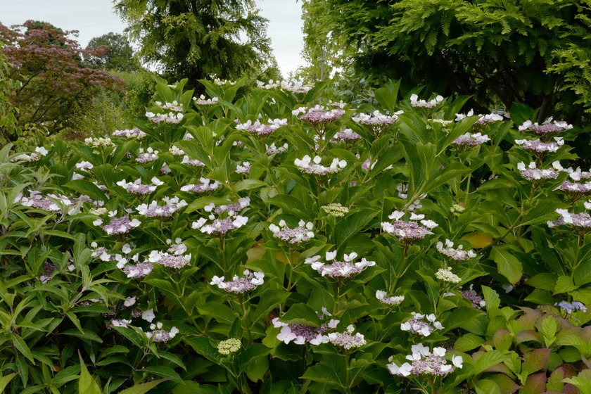 Hydrangea macrophylla var. normalis