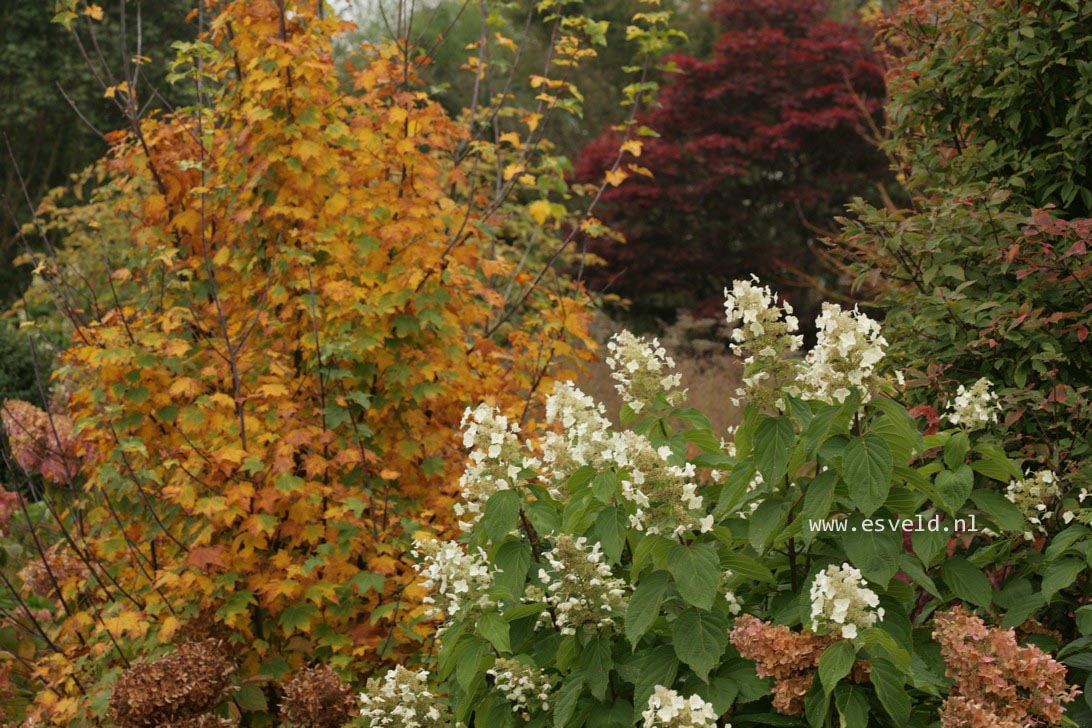 Hydrangea paniculata 'Azo Vulcan'