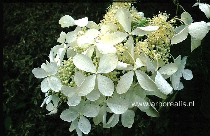 Hydrangea paniculata 'Barbara' (THE SWAN)