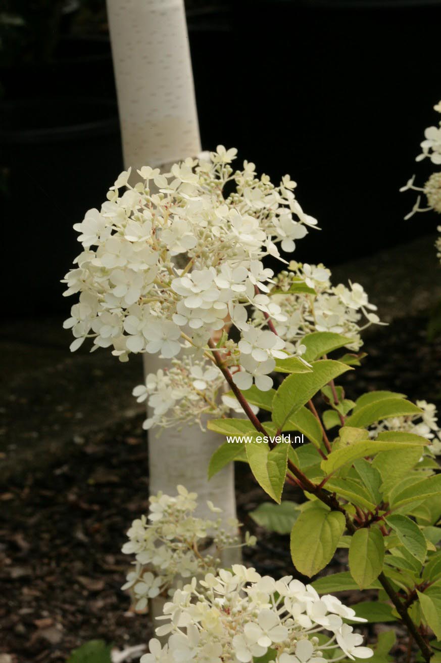 Hydrangea paniculata 'Bobo'