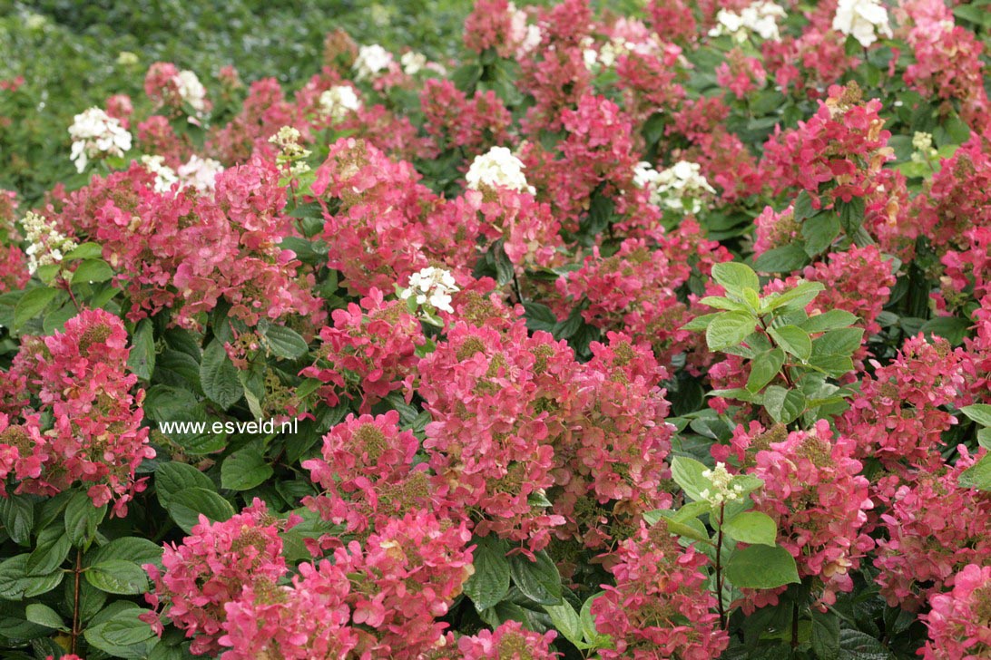 Hydrangea paniculata 'Bokraplume' (MAGICAL FIRE)