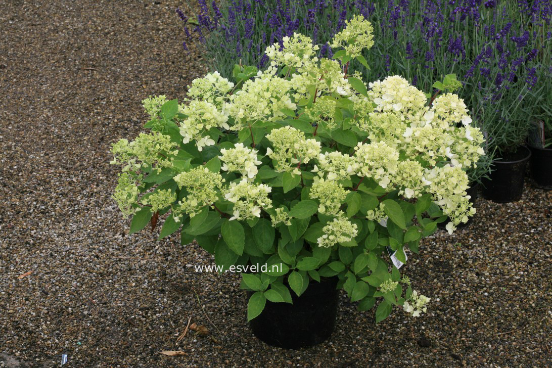 Hydrangea paniculata 'Bombshell' (34370)