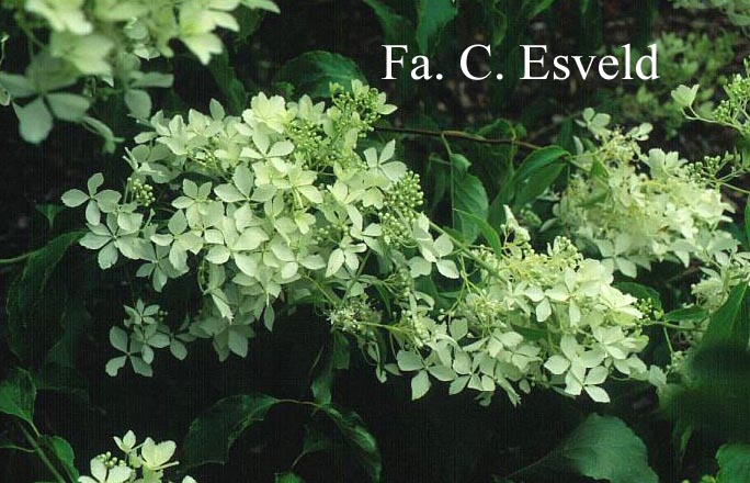 Hydrangea paniculata 'Bridal Veil'