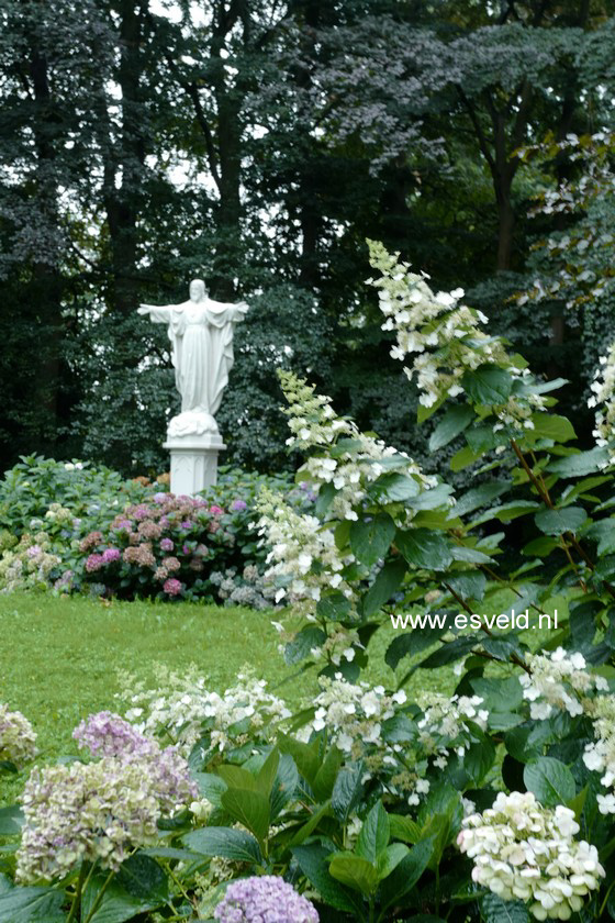 Hydrangea paniculata 'Burgundy Lace'