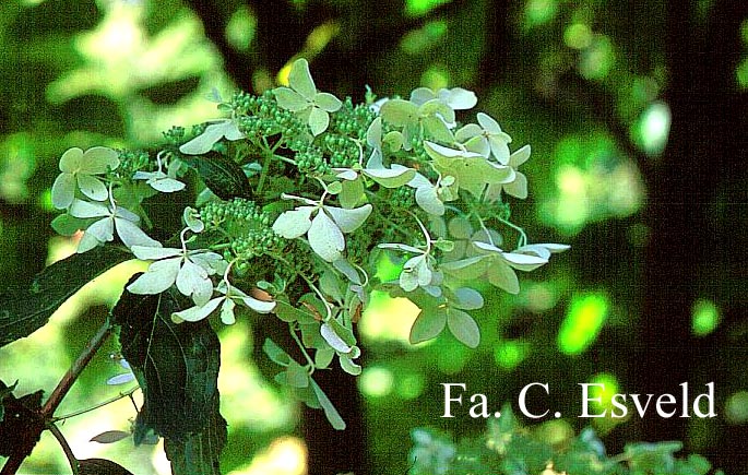 Hydrangea paniculata 'Degudo'