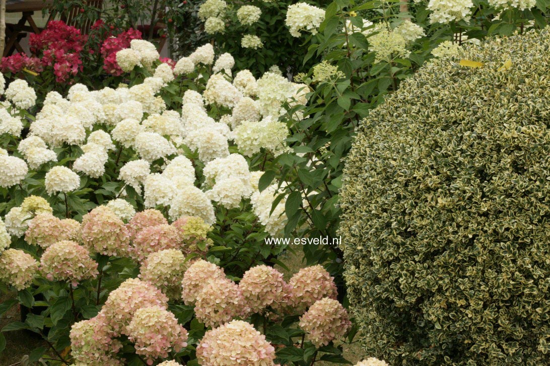 Hydrangea paniculata 'Jane' (LITTLE LIME)