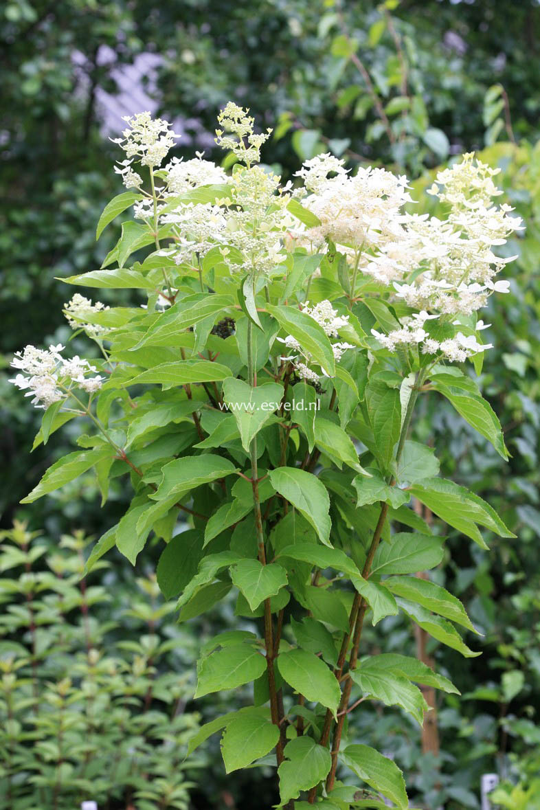 Hydrangea paniculata 'Marie Louise'