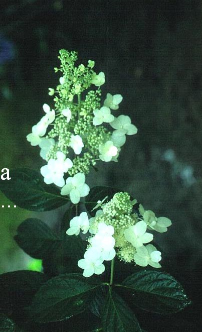 Hydrangea paniculata 'Mathilde'