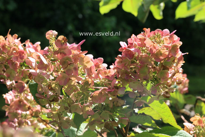 Hydrangea paniculata 'Mega Mindy'