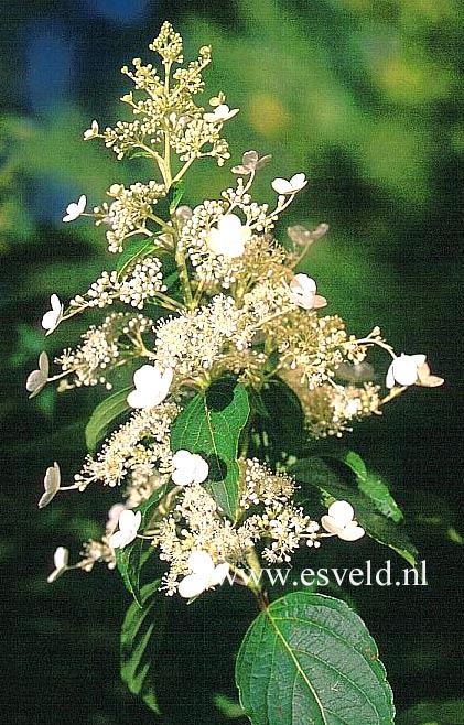 Hydrangea paniculata 'October Bride'