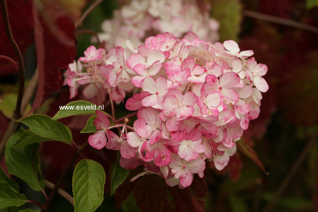 Hydrangea paniculata 'Renhy' (VANILLE FRAISE)