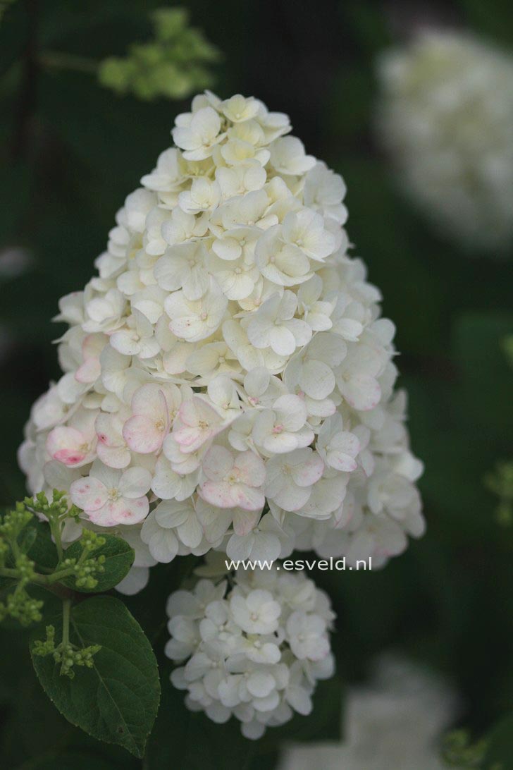 Hydrangea paniculata 'Rensun' (SUNDAE FRAISE)