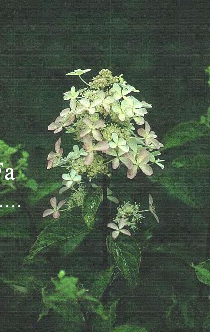 Hydrangea paniculata 'Supreme Pink'