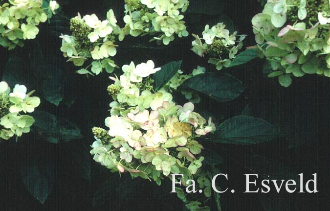 Hydrangea paniculata 'Tardiva'