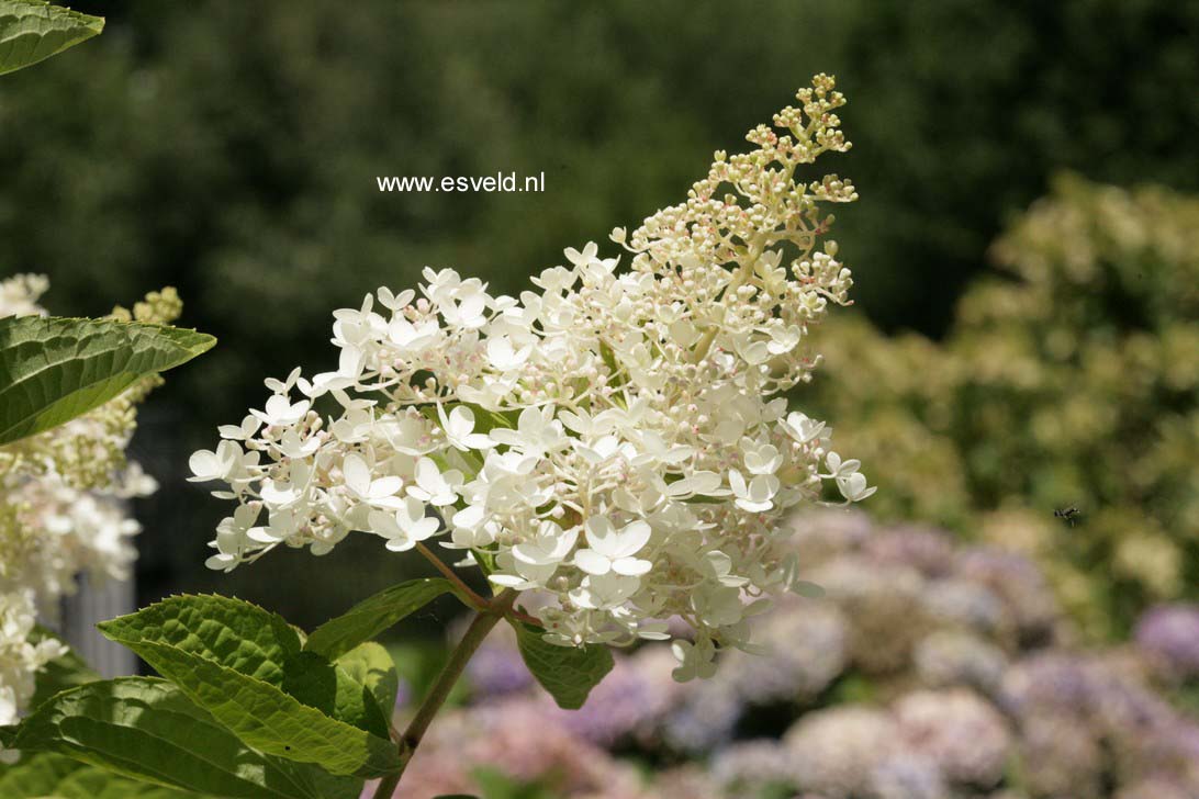 Hydrangea paniculata 'Webb's Variety'