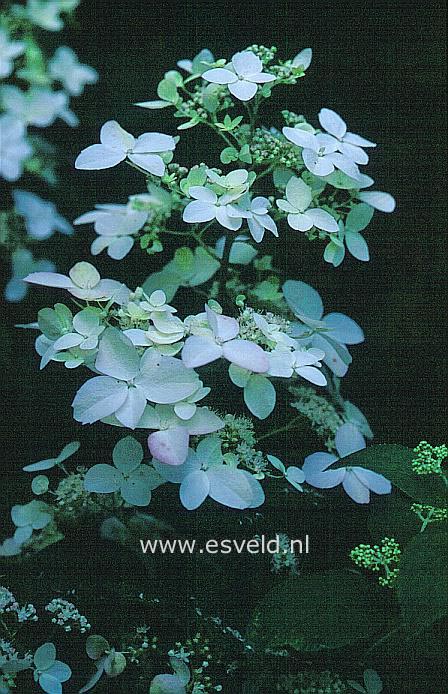 Hydrangea paniculata 'White Lady'