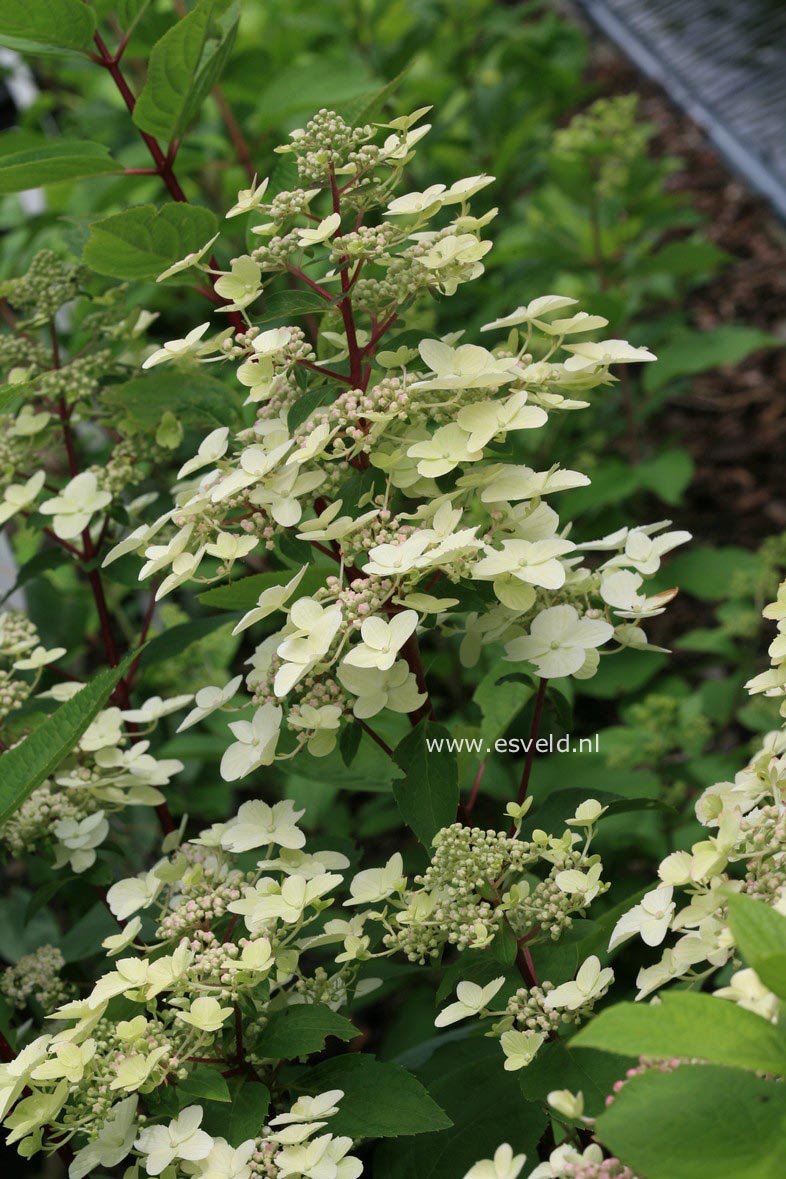 Hydrangea paniculata 'Wim's Red'
