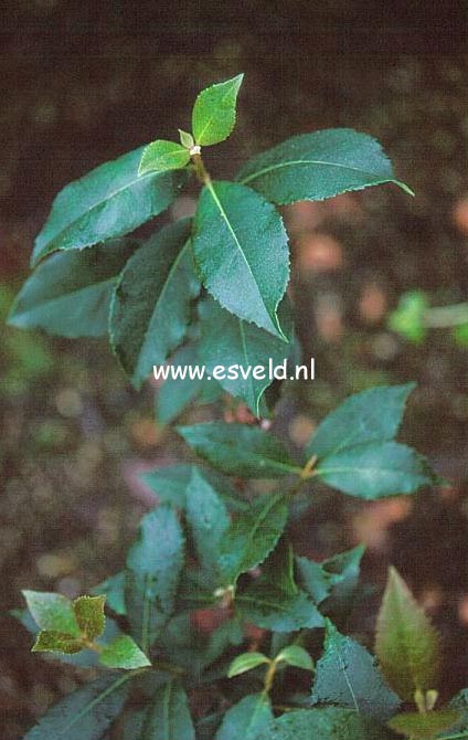 Hydrangea peruviana x serratifolia