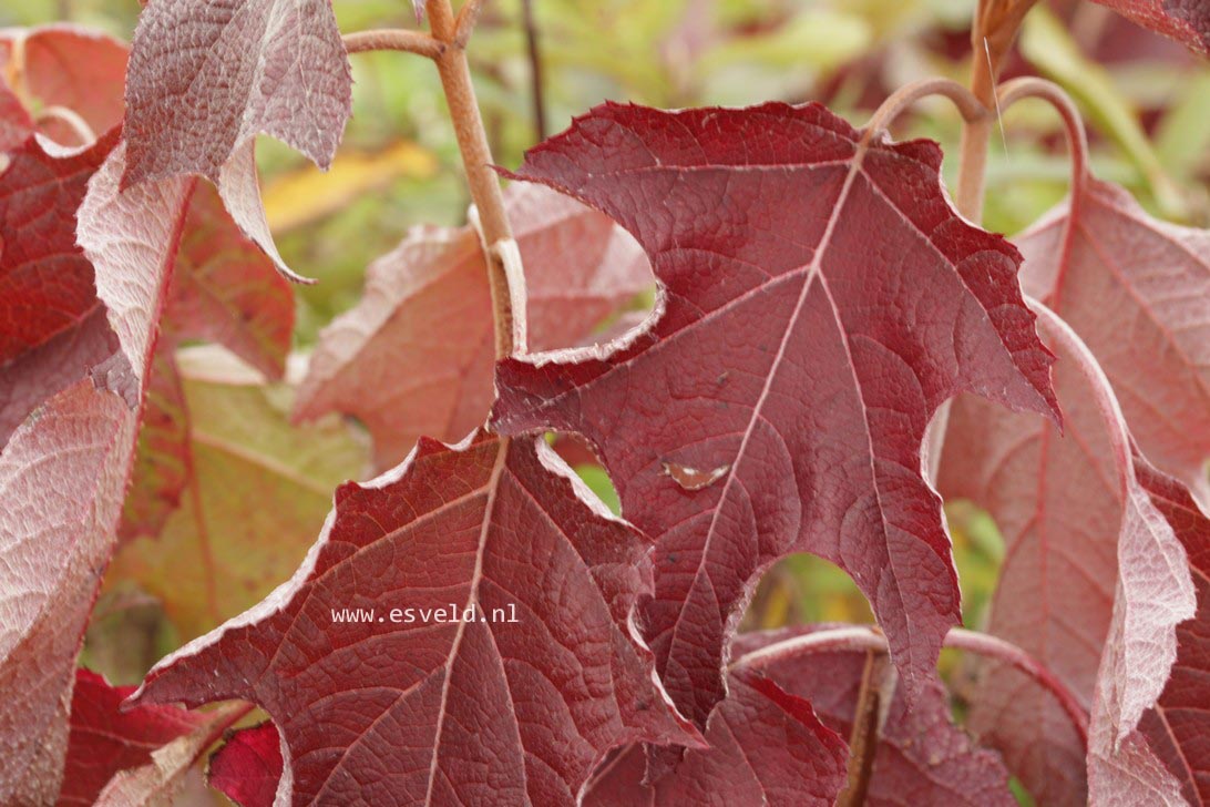 Hydrangea quercifolia 'Amethyst'