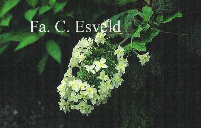 Hydrangea quercifolia 'Brido' (SNOWFLAKE)
