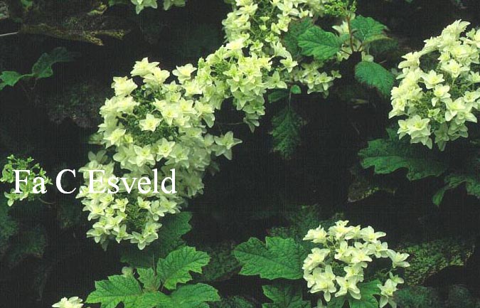 Hydrangea quercifolia 'Cloud Nine'