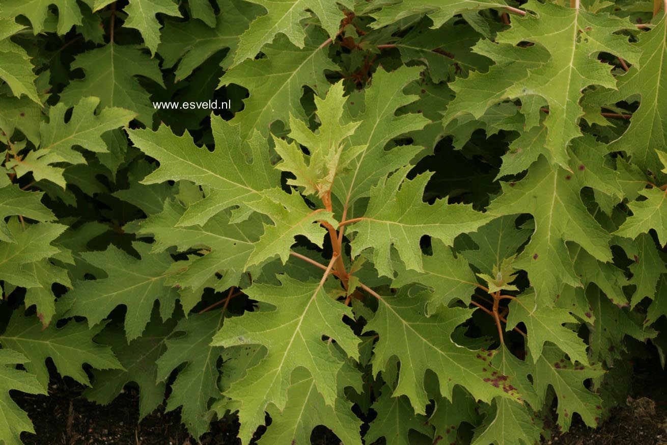 Hydrangea quercifolia 'Haopr010' (ICE CRYSTAL)