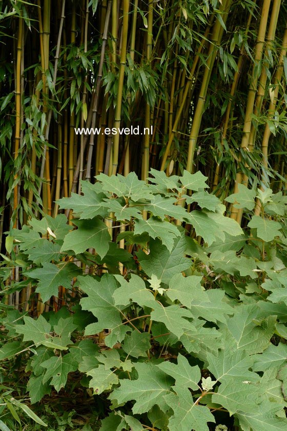 Hydrangea quercifolia 'Harmony'