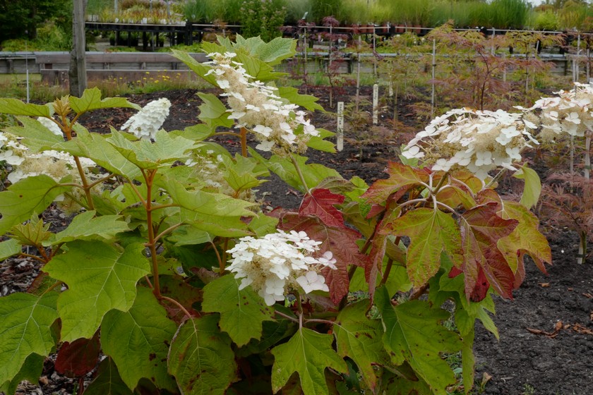 Hydrangea quercifolia 'John Wayne'