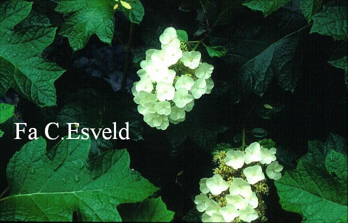 Hydrangea quercifolia 'Marshall'